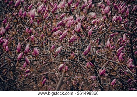 Beautiful Tree With Closed Buds Of Purple-pink Magnolia Huge Number Of Magnolia Buds