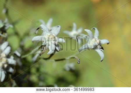 Edelweiss Flower - Latin Name - Leontopodium Nivale