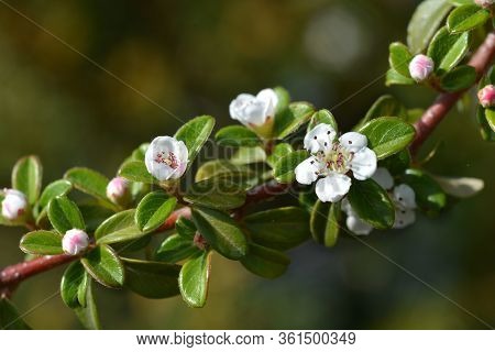 Cotoneaster Coral Beauty - Latin Name - Cotoneaster X Suecicus Coral Beauty