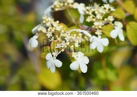 Japanese Snowball Kilimanjaro Sunrise - Latin Name - Viburnum Plicatum Var. Tomentosum Kilimanjaro S