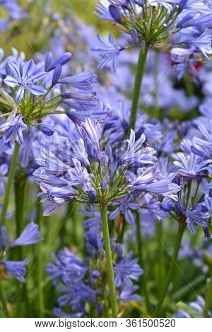 Blue African Lily Flower - Latin Name - Agapanthus Africanus