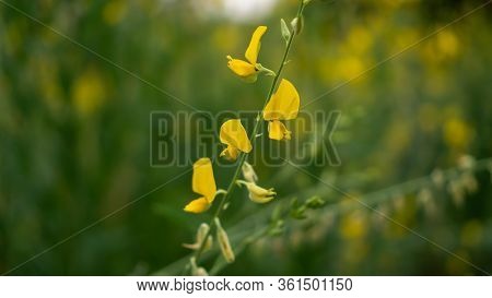 Fields Of Yellow Petals Indian Hemp On Blurred Leave Background, Know As Madras Hemp Or Sunn Crotola