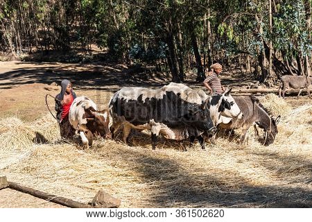 Gondar, Ethiopia - Feb 07, 2020: Agricultural Population Working On The Farms Between Gondar And The
