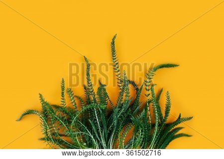 Green Fresh Herbs On Turmeric Background. Copy Space.