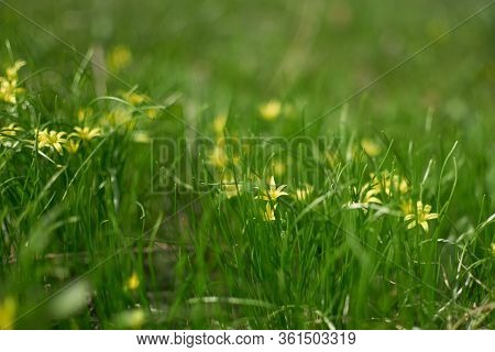Small Sping Flovers In Grass, Blurred Background. Sping Minimal Concept. Womens Day, Mothers Day. Na