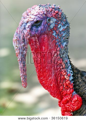 Turchia-Gallo