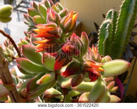 A Closeup Pic Of Blooming Pachyphytum Succulent Flowers In A Garden In Springtime