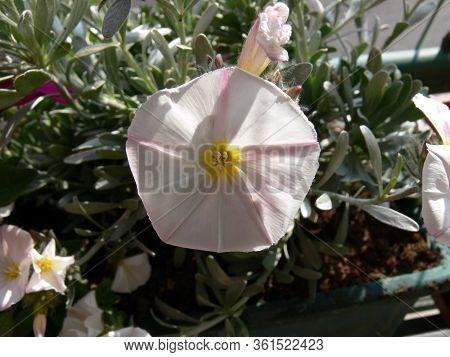 A Closeup Pic Of A Colorful Silverbush Flower In Bloom In Springtime In A Garden