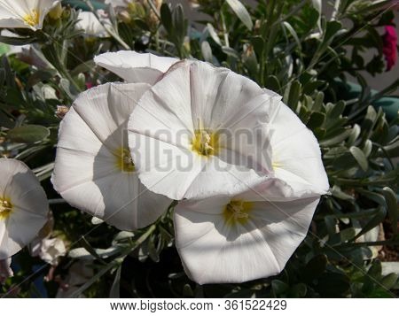 a closeup pic of a colorful silverbush flower in bloom in springtime in a garden