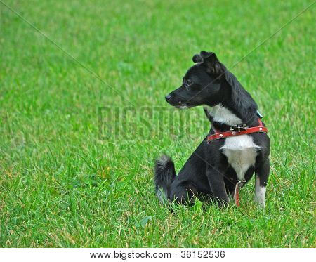 Sort hund