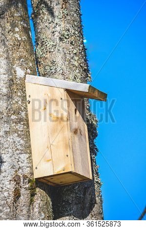 Bird House In A Birch In Varmland Sweden