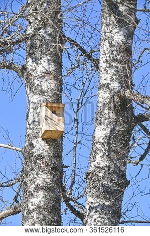 Bird House In A Birch In Varmland Sweden