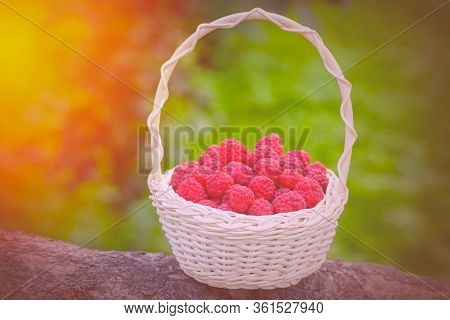 Red Raspberries. Raspberries In Basket On The Table. Ripe Berry. Vintage Basket With Raspberries In 