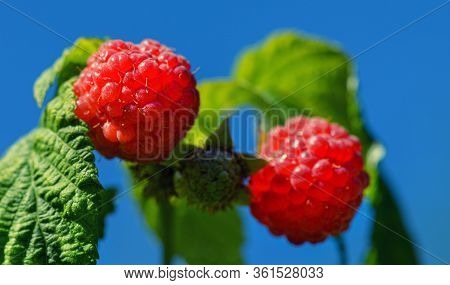 Photo of ripe raspberries on a branch. Raspberries in the sun. Raspberries on a branch in the garden