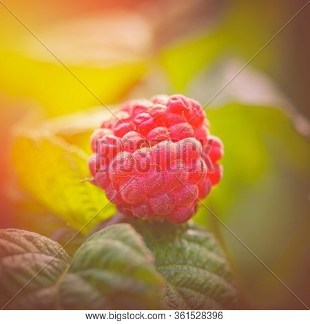 Photo Of Ripe Raspberries On A Branch. Raspberries In The Sun. Raspberries On A Branch In The Garden