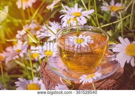 A Cup Of Tea Standing On A Wooden Surface, In White Chamomile Flowers, In The Rays Of Warm Sunlight,