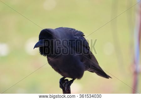 Portrait Of A Female House Crow Resting In Winter, Close Up Of House Crow (corvus Splendens)  In Nat