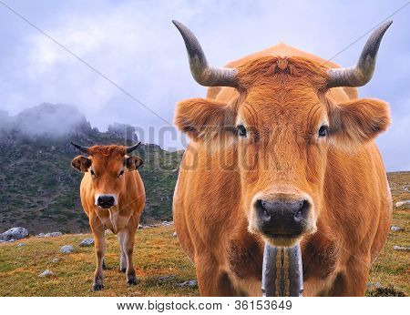 Mucca al pascolo.