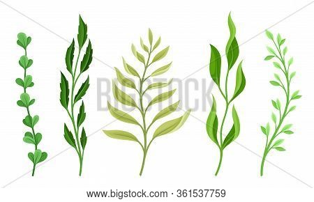 Sprigs And Twiglets With Green Leaves Vector Set