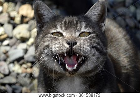Portrait Of 1 Year Old Black Cat With Gray Stripes Meowing And Asking Food