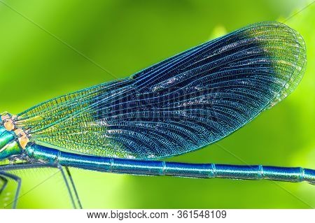 Detail Insect Blue Wings Dragonfly Closeup. Wildlife Dragonfly Close Up Macro