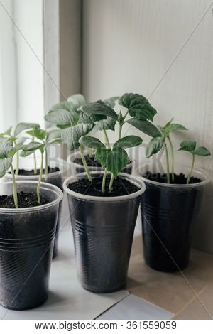 Young Fresh Seedling Stands In Plastic Pots On The Window. Cucumber Plantation. Cultivation Of Cucum