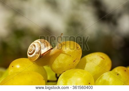 Close-up Of A Small Snail Crawling Over Grapes Quiche Mish.