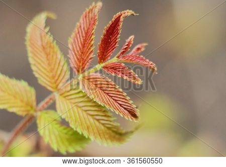 Blossoming Leaves On A Bush Of An Ornamental Plant Sorbaria Sorbifolia,  In Early Spring, Macro Phot