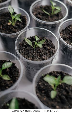 Young Fresh Seedling Stands In Plastic Pots On The Window. Paprika Plantation. Cultivation Of Pepper