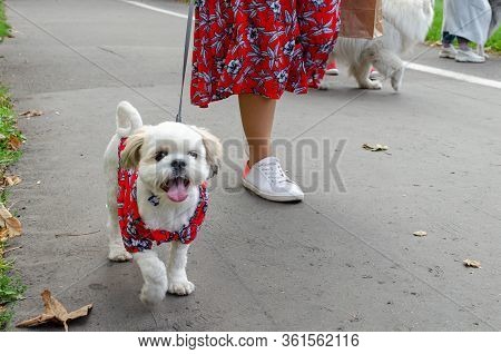 Wroclaw, Poland -  September 8 2019: Dog  Parade Hau Are You? Maltese Lapdog Is Walking On A Leash I