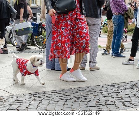 Wroclaw, Poland -  September 8 2019: Dog  Parade Hau Are You? Maltese Lapdog Is Walking On A Leash I