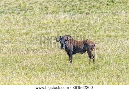 A Black Wildebeest, Connochaetes Gnou, Looking Towards The Camera In Golden Gate
