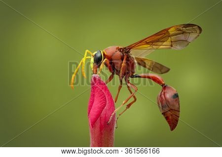 Image Of Potter Wasp (delta Sp, Eumeninae) On Flower. Insect Animal