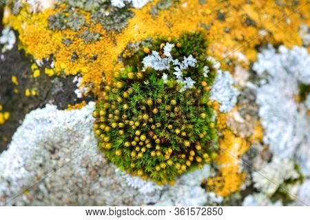 Tortula Muralis, Polytrichum And Caloplaca Thallincola Mosses On The Rock.