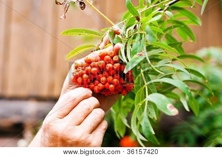 Rowan bush