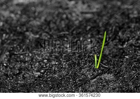 Sprout Rises Over Burnt Ground. Grass Ash After Arson. Recovery After Massive Crysis. Future Resurre