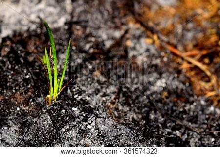 Sprout Rises Over Burnt Ground. Grass Ash After Arson. Recovery After Massive Crysis. Future Resurre