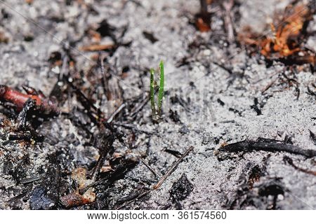 Sprout Rises Over Burnt Ground. Grass Ash After Arson. Recovery After Massive Crysis. Future Resurre