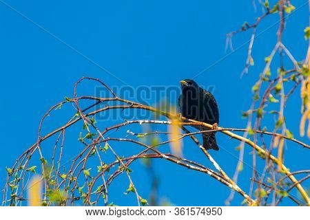 The Common Starling (sturnus Vulgaris), Also Known As The European Starling, Or In The British Isles