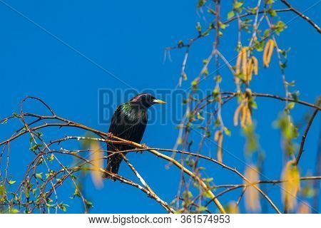 The Common Starling (sturnus Vulgaris), Also Known As The European Starling, Or In The British Isles