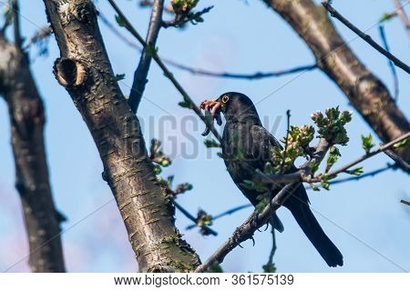 The Common Starling (sturnus Vulgaris), Also Known As The European Starling, Or In The British Isles