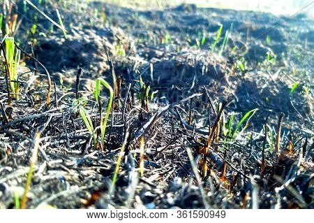 Young Shoots Of Grass Sprout On Burning After A Fire Of Grass Fire. Consequences Of A Catastrophe. S
