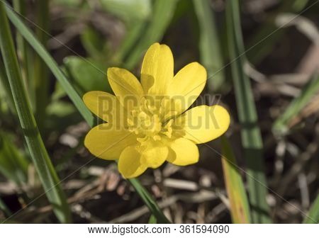 Single Close Up Yellow Marsh Marigold Or Kingcup, Caltha Palustris Spring Flower Selective Focus, Bl