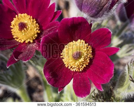 Beatiful Close Up Pulsatilla Pratensis. Purple Violet Flower Small Pasque Flower, Prairie Crocus, An
