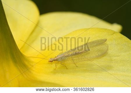 Green Lacewing Chrysopa Perla, Biological Control Of Agriculture Pests Aphids