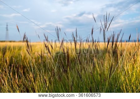 Close Up Of Tall Grass In Prairie