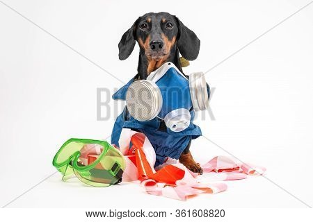 Funny Dachshund Wearing Special Blue Protective Disinfection Suit, Stands On White Background. Speci