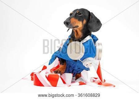 Funny Black And Tan Dachshund Wearing Special Blue Protective Disinfection Suit, Stands On White Bac