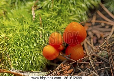 Tiny Orange Mushrooms Amongst The Mosses On Bell Lake In Quetico Provincial Park In Ontario