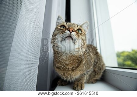 A Cat With Green Eyes Looks Interested Window Tree Window Sill Curtain Banner
